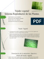 Tejido Vegetal y Sistema