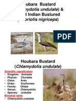 Houbara Bustard (Chlamydotis Undulate) Final