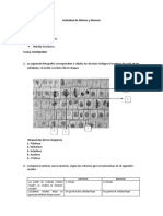 Actividad de Mitosis y Meiosis