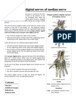 Nerves of Median Nerve (Proper Volar Digital Nerves)