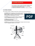 5º GRADO SESION Sistema-Excretor PDF