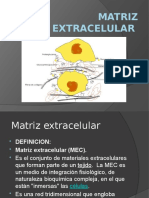 Matriz Extracelular