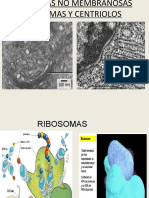 Ribosomas, Centriolos, Cilios y Flagelos