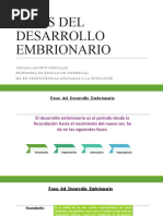 4 Fases de Desarrollo Embrionario