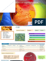 Staphylococcus Saprophyticus