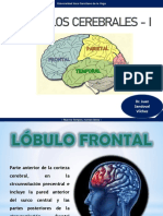 Clase 3. Lobulos Cerebrales I