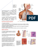 Martini Anatomia Pulmonar Taller