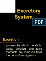 Excretory System