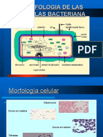 Aspecto Generales en Bacteriologia