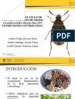 OBSERVACIÓN DEL CICLO DE VIDA DEL GORGOJO DE FRIJOL ( Acanthoscelides Obtectus Say.) EN CONDICIONES CONTROLADAS.