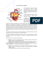 Guia de Aprendizaje Circulacion Humana