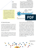 Sistema Nervioso - Potencial de Accion y Sinapsis