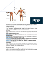 Sistema Osteomuscular