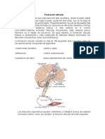 Formación Reticular