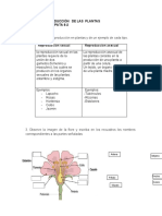 Reproduccion de Las Plantas 8°2