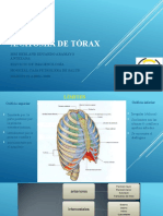 Expoisición ANATOMÍA DE TÓRAX