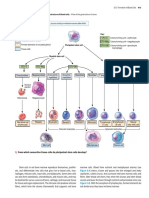 Origin and Structure of Blood Cells