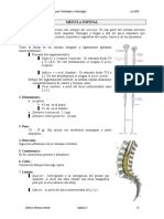 Medula Espinal