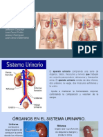 Sistema Urinario Udca