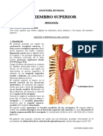 Miología MS