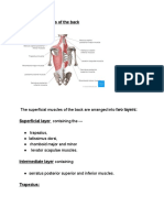 Superficial Muscles of The Back