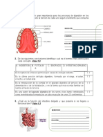 Evaluación Digestion Seres Vivos