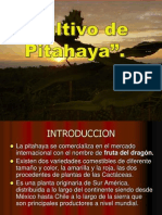 CULTIVO DE PITAHAYA Por: JENNER BLACIDO YAURI