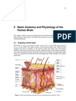 Basic Brain Anatomy and Physiology PDF