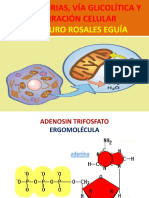 Mitocondrias y Respiración Celularn90