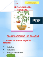 Clase V Organografia Vegetal