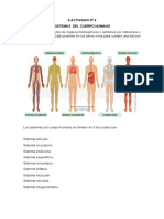 Actividad #2 Anatomia Humana