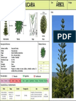 Araucaria