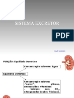 Sistema Excretor