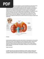 Glandulas Suprarrenales