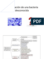 Práctica 14 Identificación de Una Bacteria Desconocida2015