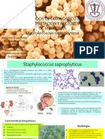 Staphylococcus Saprophyticus