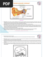 Resumen Audio PDF