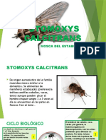 Stomoxys Calcitrans