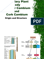 Vascular Cambium