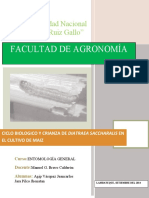 Ciclo Biologico de Diatraea Saccharalis RTD