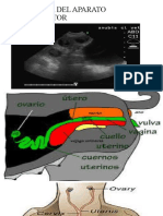 Ecografia Del Aparato Reproductor