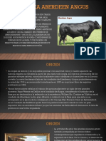 Aberdeen Angus PDF