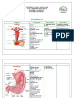 Esófago y Estómago