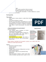 Anatomia de Torax