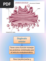 Presentación1Aparato de Golgi