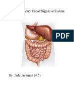 The Alimentary Canal