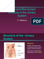 13 Gross and Microscopic Structure of The Urinary System