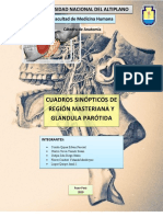 Esquemas de Glandula Parótida y Región Maseterina