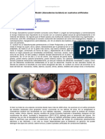 Cultivo Del Hongo Reishi (Ganoderma Lucidum) Sustratos Artificiales