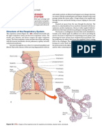 Structure of The Respiratory System